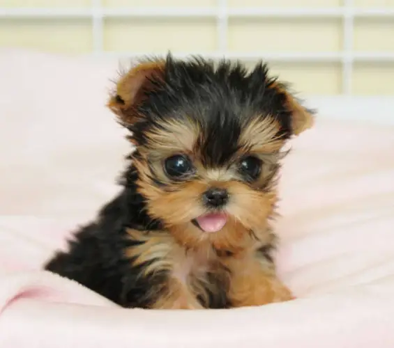 Excellent male and Female Tiny Yorkie For Sale.
